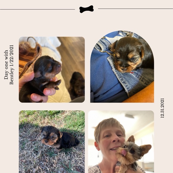 Our Yorkie boys Bentley and Arnold - Picture 6 of 8